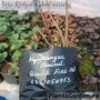 Aedhortensia Quick Fire Fab